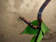 Atractus latifrons