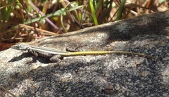Platysaurus intermedius rhodesianus