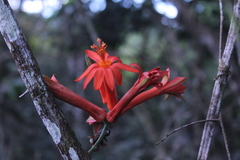 Passiflora spicata
