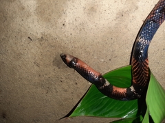 Atractus latifrons