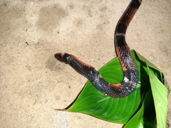 Atractus latifrons