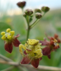 Pentarrhinum insipidum