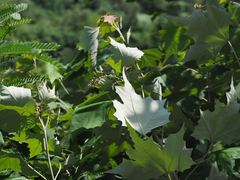 Mallotus paniculatus formosanus