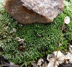 Bryum argenteum