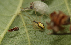 Theridion varians