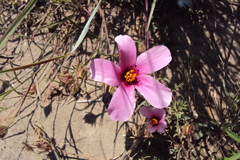Hibiscus microcarpus