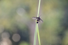 Psichotoe duvaucelii