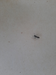 Pachycondyla crassinoda