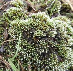 Bryum argenteum