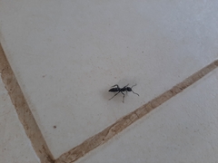 Pachycondyla crassinoda