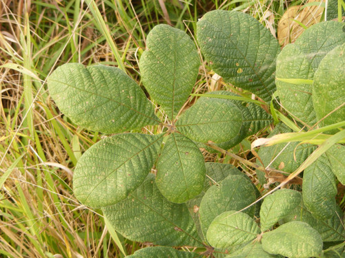 Vitex payos, photograph 6
