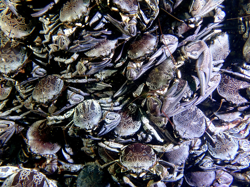 Allopetrolisthes punctatus