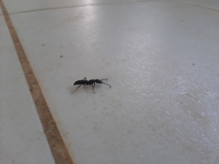 Pachycondyla crassinoda