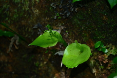 Liparis cordifolia