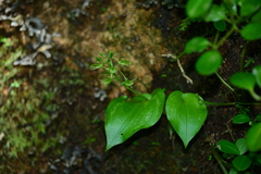 Liparis cordifolia