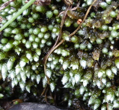 Bryum argenteum