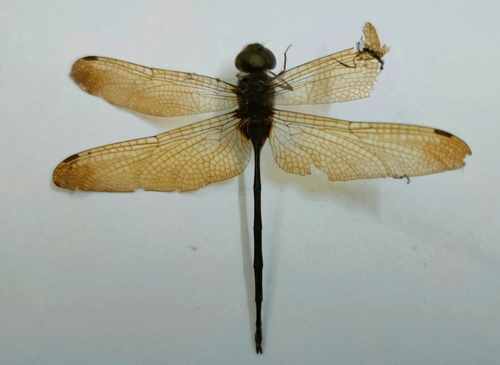 Dingy Dusk-darter photo 2