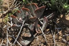 Adromischus triflorus