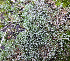 Bryum argenteum