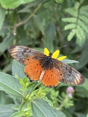 Acraea pseudegina