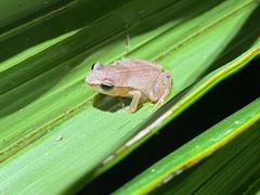 Eleutherodactylus brittoni