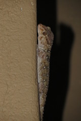 Chondrodactylus bibronii