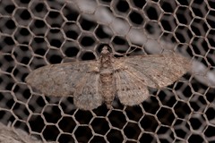 Sigilliclystis insigillata