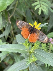 Acraea pseudegina