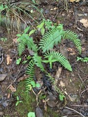 Polystichum acrostichoides