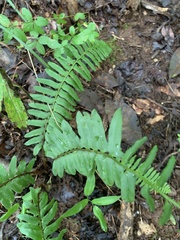 Polystichum acrostichoides