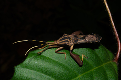 Meropachyinae
