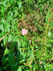 Calystegia sepium spectabilis