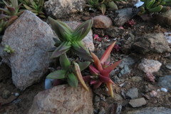 Crassula capitella thyrsiflora