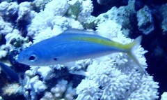 Caesio