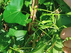 Calystegia sepium spectabilis