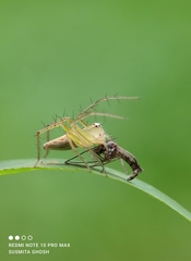 Oxyopes