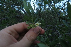 Diospyros lycioides lycioides
