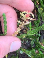 Exobasidium hypogenum