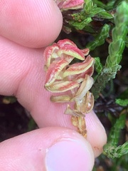 Exobasidium hypogenum