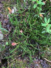 Exobasidium hypogenum