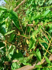 Calystegia sepium spectabilis