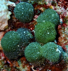 Tydemania expeditionis