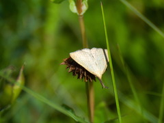 Polypogon tentacularia