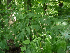 Scutellaria altissima