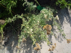 Achillea setacea