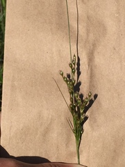 Juncus dichotomus