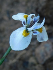 Moraea fergusoniae