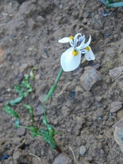 Moraea fergusoniae