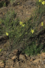 Menodora juncea
