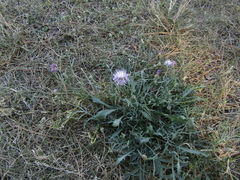 Centaurea borysthenica